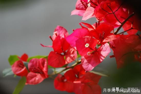 廣州常見花木，花城看花都看什么花(圖11)