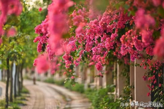 廣州常見花木，花城看花都看什么花(圖12)