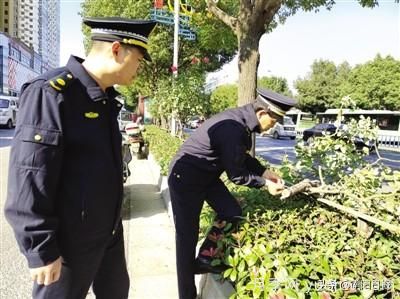 南陽(yáng)中州路綠化帶樹(shù)狀月季遭腰斬 是誰(shuí)辣手摧花？(圖1)