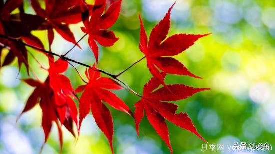 十大***有前景的彩葉苗木，可能是這幾個(圖3)