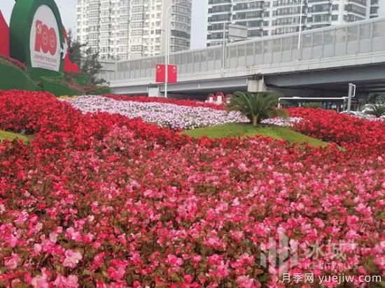 哈爾濱迎國(guó)慶60余種花卉爭(zhēng)奇斗妍(圖1)