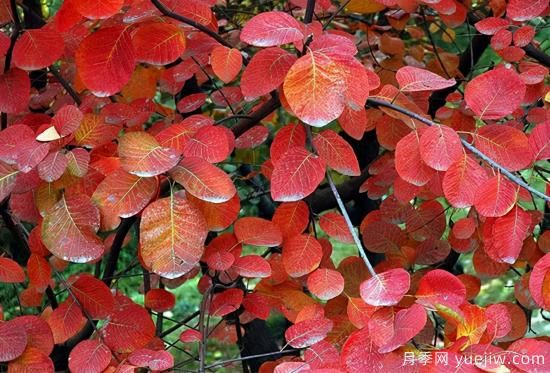無花勝有花，這7種秋色葉樹種簡直美炸天(圖3)