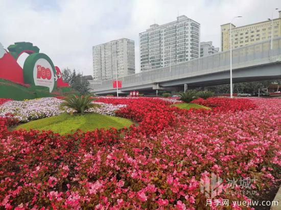 哈爾濱迎國(guó)慶60余種花卉爭(zhēng)奇斗妍(圖3)