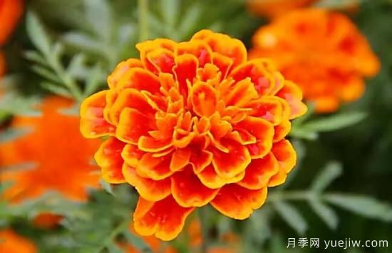 萬(wàn)壽菊及常見品種介紹(圖1)