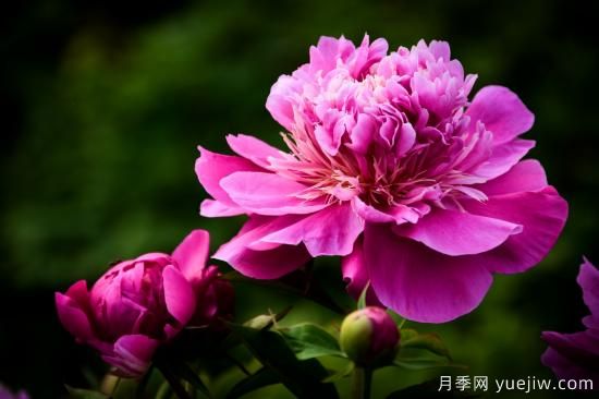 中國本土40個花卉品種介紹，我國是世界花園之母(圖2)