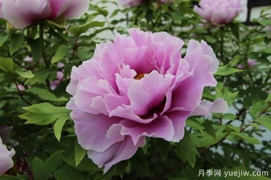 中國本土40個花卉品種介紹，我國是世界花園之母(圖1)