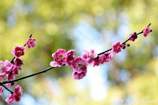 中國本土40個花卉品種介紹，我國是世界花園之母(圖4)