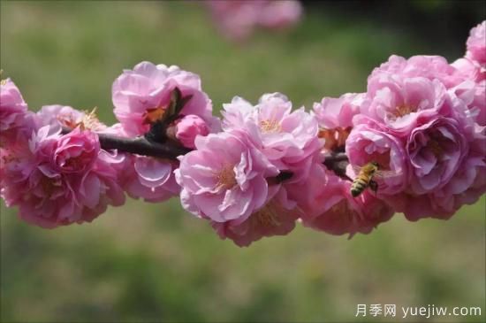 中國本土40個花卉品種介紹，我國是世界花園之母(圖5)