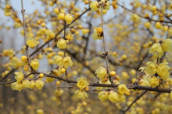 中國本土40個花卉品種介紹，我國是世界花園之母(圖6)