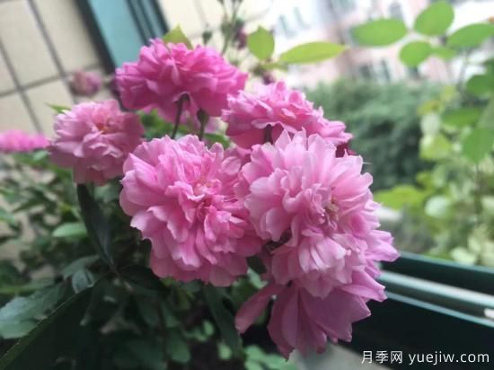 廣東陽臺(tái)黨必入5種月季，耐熱又好養(yǎng)(圖3)