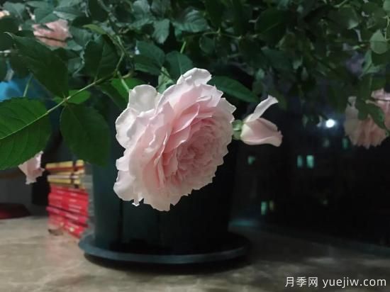 廣東陽臺(tái)黨必入5種月季，耐熱又好養(yǎng)(圖2)