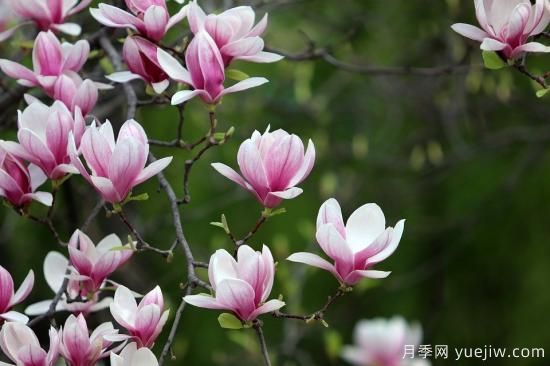 中國本土40個花卉品種介紹，我國是世界花園之母(圖9)