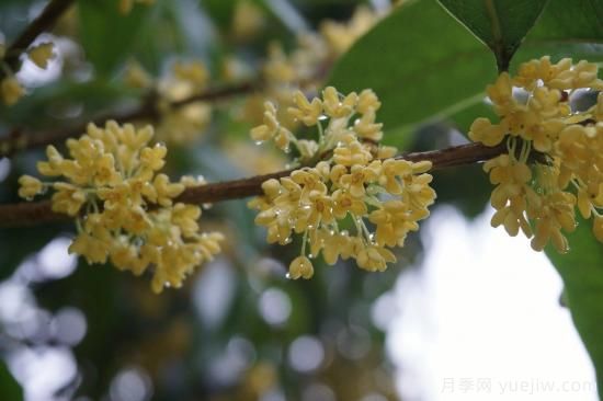 中國本土40個花卉品種介紹，我國是世界花園之母(圖11)