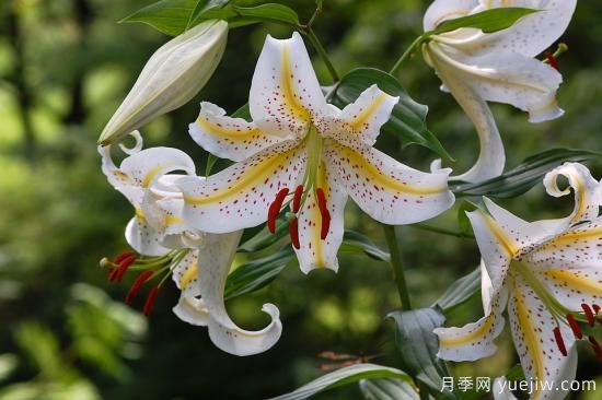 中國本土40個花卉品種介紹，我國是世界花園之母(圖12)