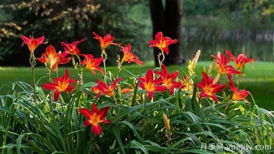 中國本土40個花卉品種介紹，我國是世界花園之母(圖13)