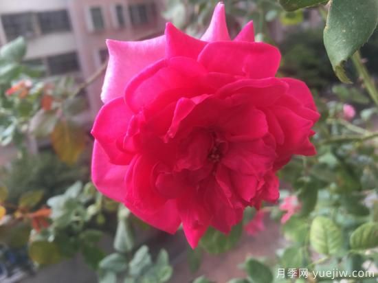 廣東陽臺(tái)黨必入5種月季，耐熱又好養(yǎng)(圖5)