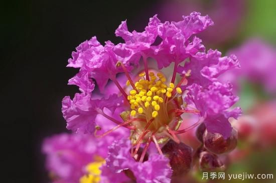 中國本土40個花卉品種介紹，我國是世界花園之母(圖14)
