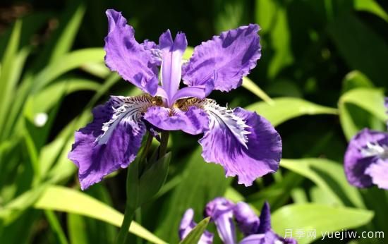 中國本土40個花卉品種介紹，我國是世界花園之母(圖16)