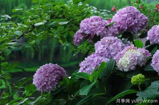 中國本土40個花卉品種介紹，我國是世界花園之母(圖17)