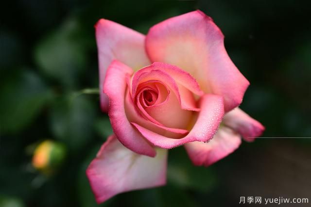 冬季如何養(yǎng)月季花？上肥澆水修剪清園(圖1)