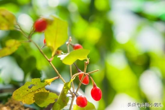 種植哪些藥材前景好？3種中藥材用途廣收益高前景好(圖2)