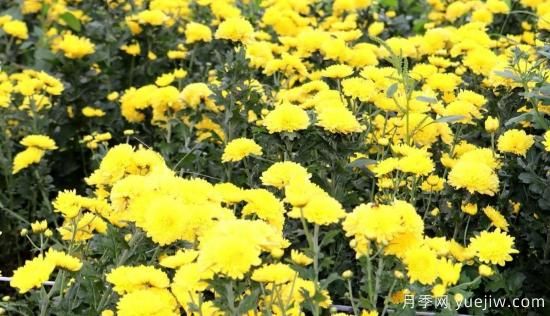 農(nóng)民種植菊花，既能欣賞也能致富發(fā)家(圖3)