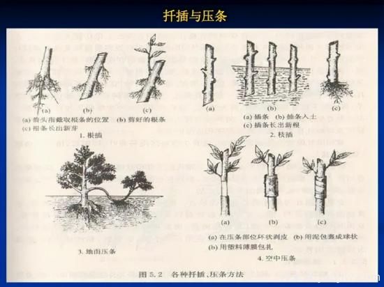 園林人必須知道的100個花卉基礎知識點(圖2)