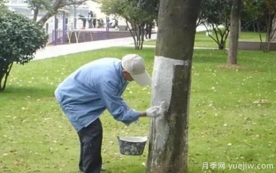 關于冬季樹干涂白的知識(圖1)