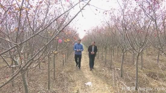 菏澤成武：千畝海棠反季節(jié)開花，逆襲深秋成一景(圖2)