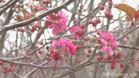 菏澤成武：千畝海棠反季節(jié)開花，逆襲深秋成一景(圖3)