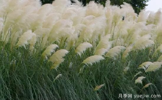 花有花鏡，草有草境！這么美的觀賞草你了解多少(圖2)