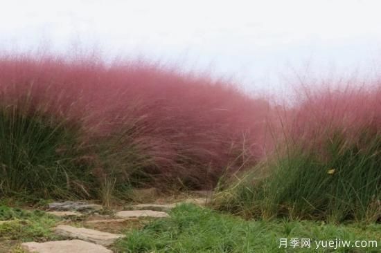 花有花鏡，草有草境！這么美的觀賞草你了解多少(圖4)