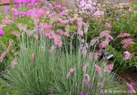 花有花鏡，草有草境！這么美的觀賞草你了解多少(圖7)