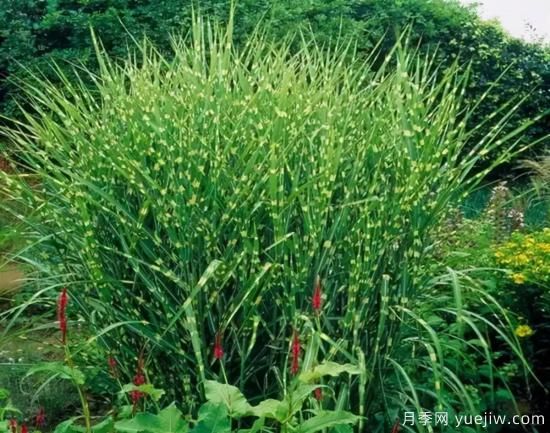 花有花鏡，草有草境！這么美的觀賞草你了解多少(圖9)