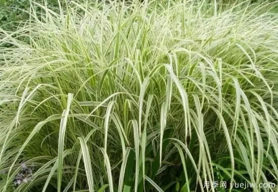 花有花鏡，草有草境！這么美的觀賞草你了解多少(圖10)
