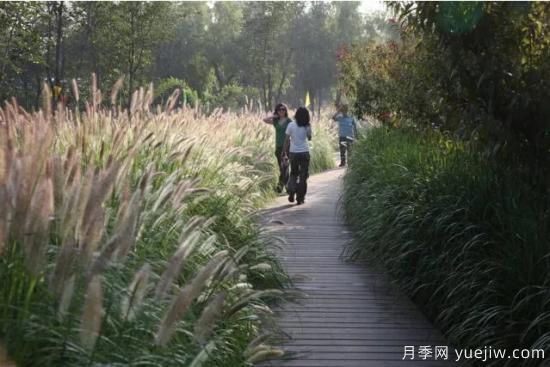 花有花鏡，草有草境！這么美的觀賞草你了解多少(圖18)