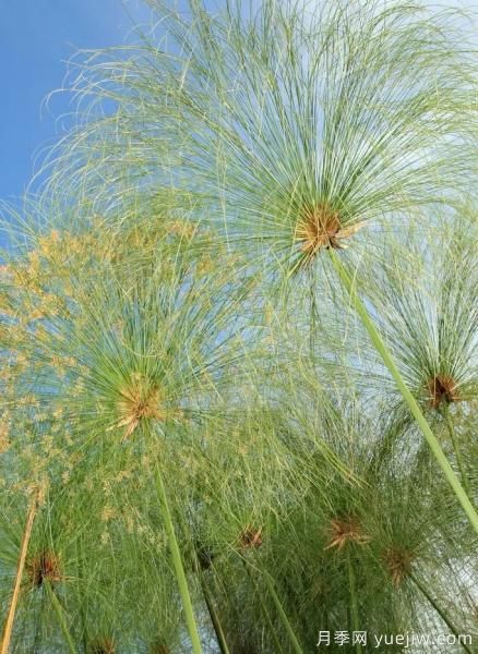 花有花鏡，草有草境！這么美的觀賞草你了解多少(圖17)
