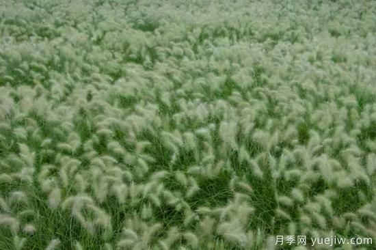 花有花鏡，草有草境！這么美的觀賞草你了解多少(圖20)