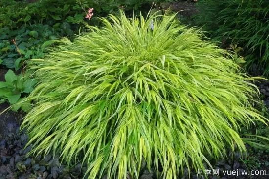 花有花鏡，草有草境！這么美的觀賞草你了解多少(圖22)
