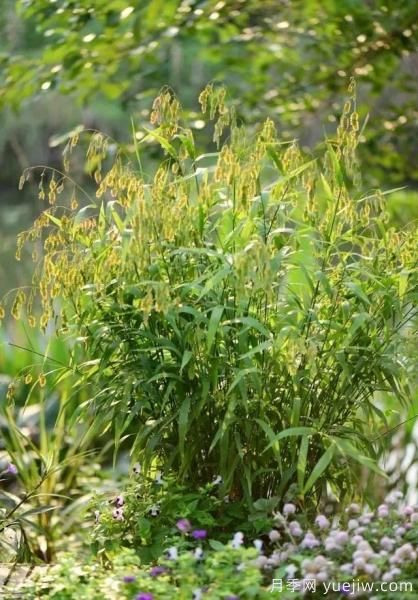 花有花鏡，草有草境！這么美的觀賞草你了解多少(圖25)