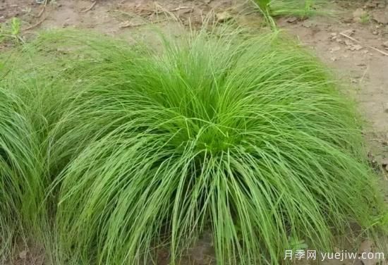 花有花鏡，草有草境！這么美的觀賞草你了解多少(圖26)