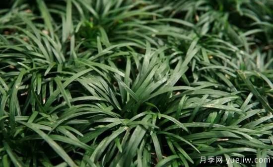 花有花鏡，草有草境！這么美的觀賞草你了解多少(圖30)