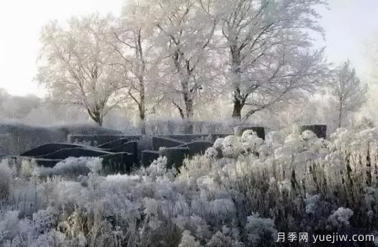 花有花鏡，草有草境！這么美的觀賞草你了解多少(圖31)