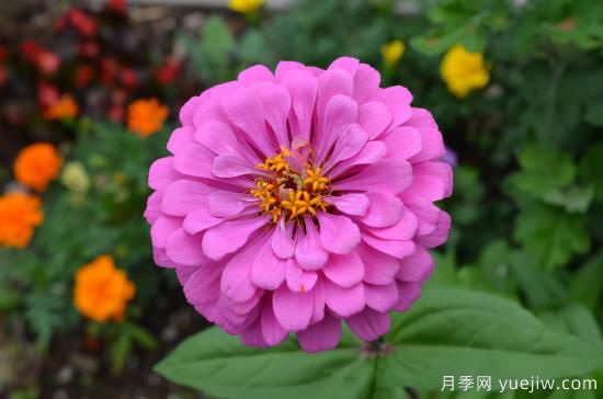 100種常見花卉的栽培大全，送給愛養(yǎng)花的你(圖2)