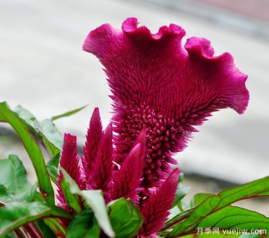100種常見花卉的栽培大全，送給愛養(yǎng)花的你(圖4)