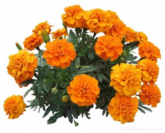 100種常見花卉的栽培大全，送給愛養(yǎng)花的你(圖5)