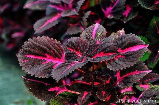 100種常見花卉的栽培大全，送給愛養(yǎng)花的你(圖6)