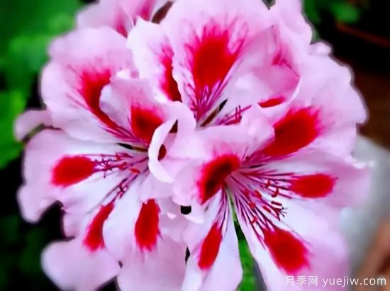 100種常見花卉的栽培大全，送給愛養(yǎng)花的你(圖7)