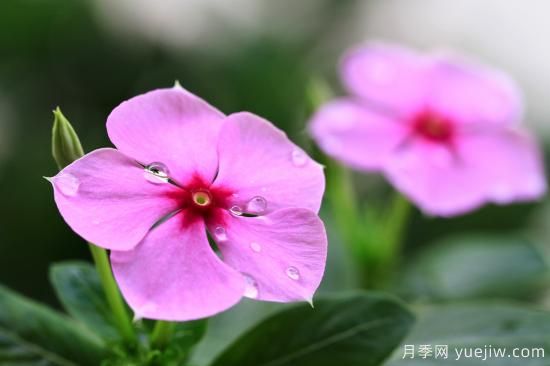 100種常見花卉的栽培大全，送給愛養(yǎng)花的你(圖9)