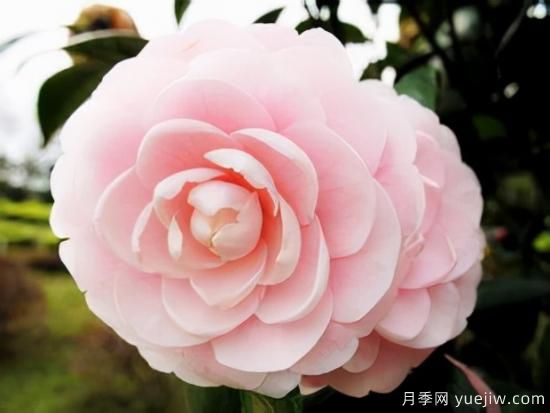100種常見花卉的栽培大全，送給愛養(yǎng)花的你(圖11)